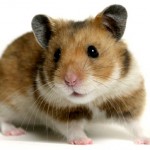 Photo Credit: Pet Central