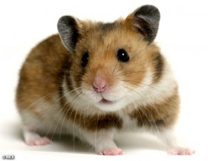 Photo Credit: Pet Central