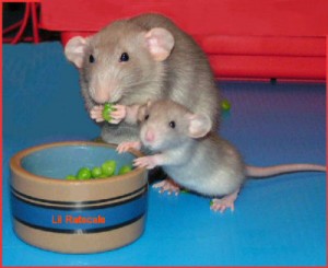 Photo Credit: Dusty Rat